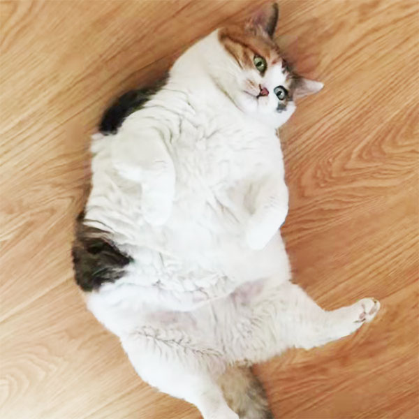 wie oft katzen füttern übergewicht